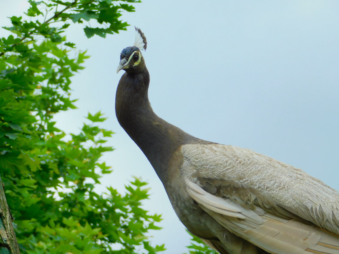 Weird Color Morph Peafowl