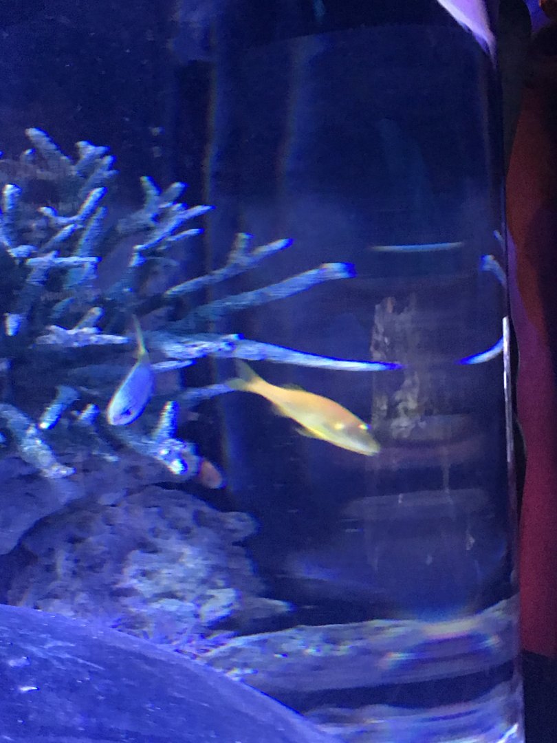 Weird fish ID