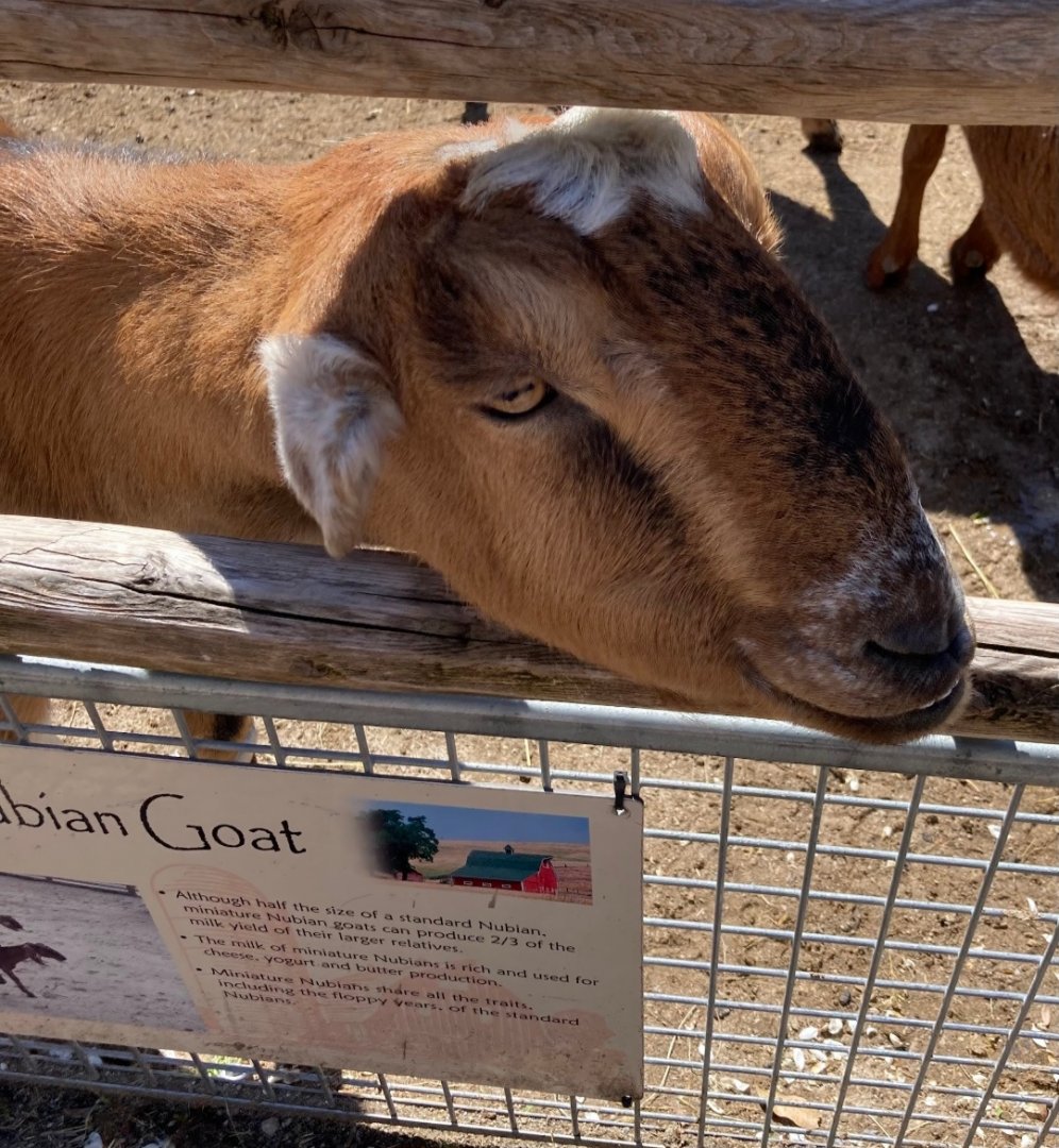 Weird Goat Mix I've never seen (4/19/24)