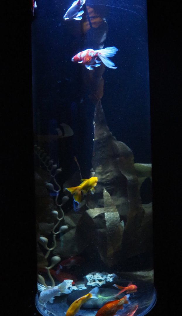 Weird Goldfish cylinder tank with fake kelp, 2020-09-03