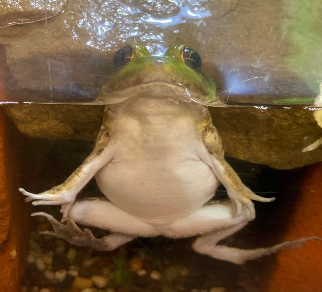 Weird Green Frog (Outdoor Discovery Center, Holland MI, 8/8/23)
