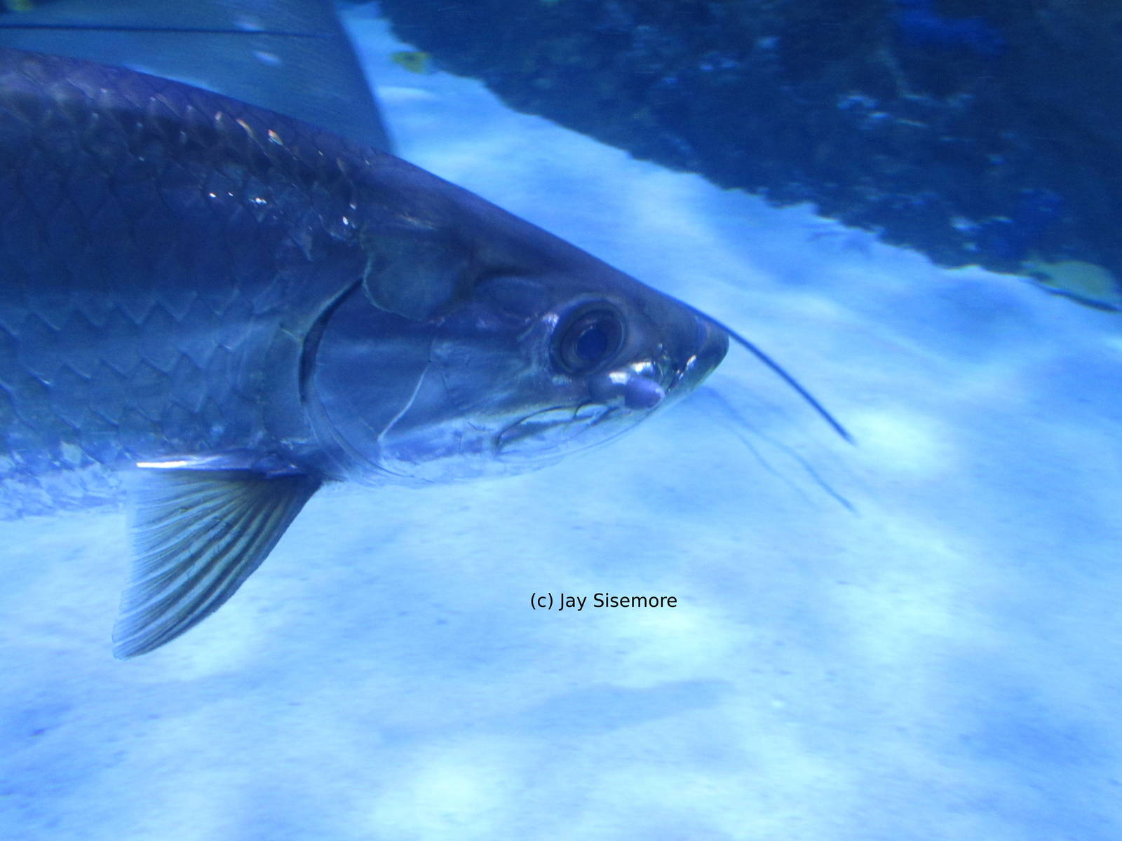 Weird growth on this fish's face?