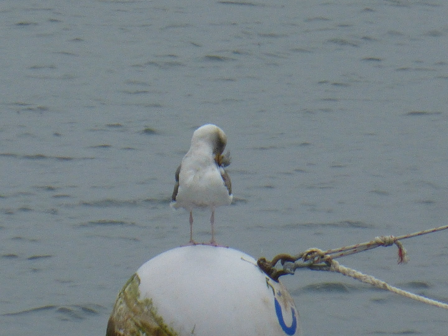 Weird gull at Monterey Harbor