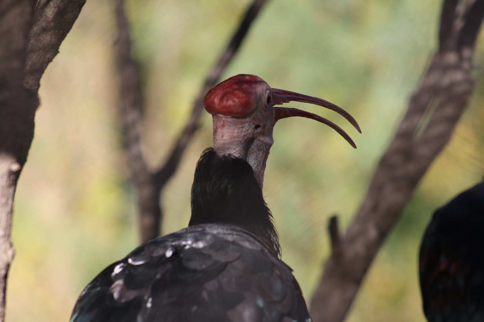 Weird ibis? - Predators of Asia & Africa