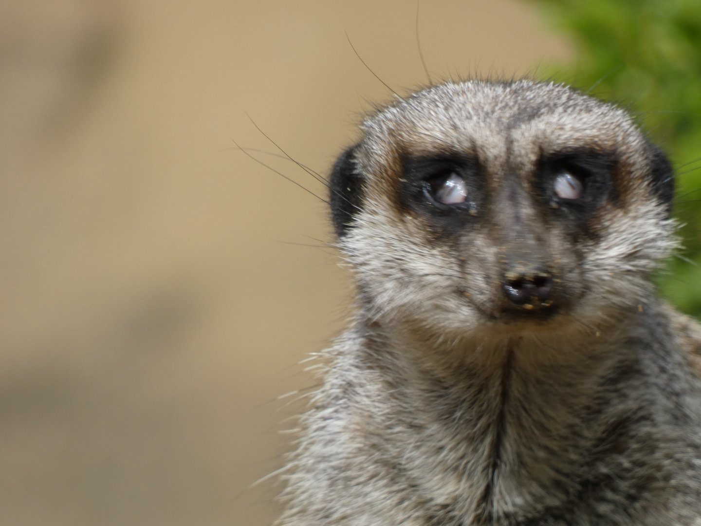 Weird meerkat eye thing