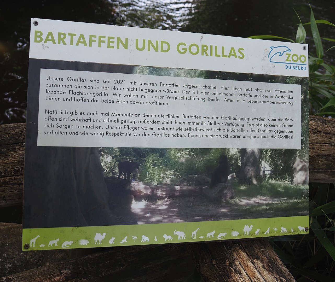Weird mix but okay... - Sign about mix of Western lowland gorilla and lion-tailed macaque, 2024-06-08