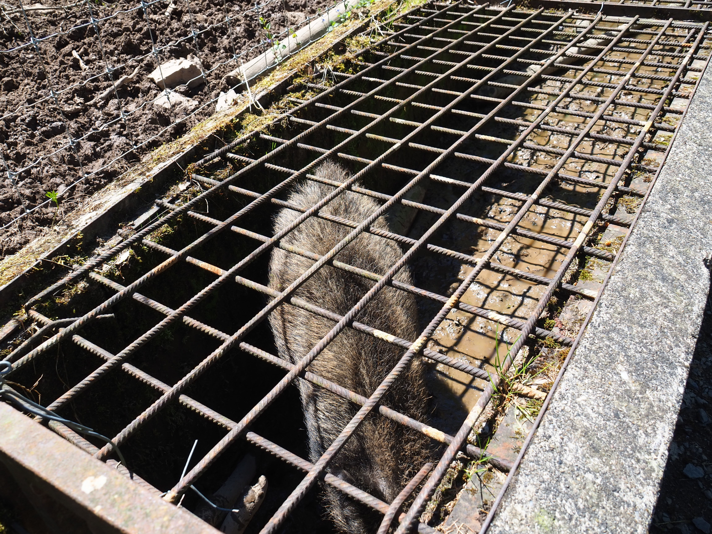 Weird muddy Central European wild boar pen, 2021-05-29