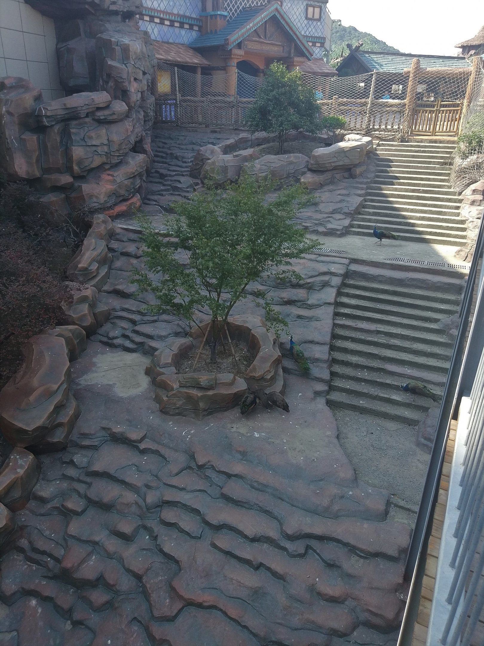 Weird Peacock Steps Exhibit