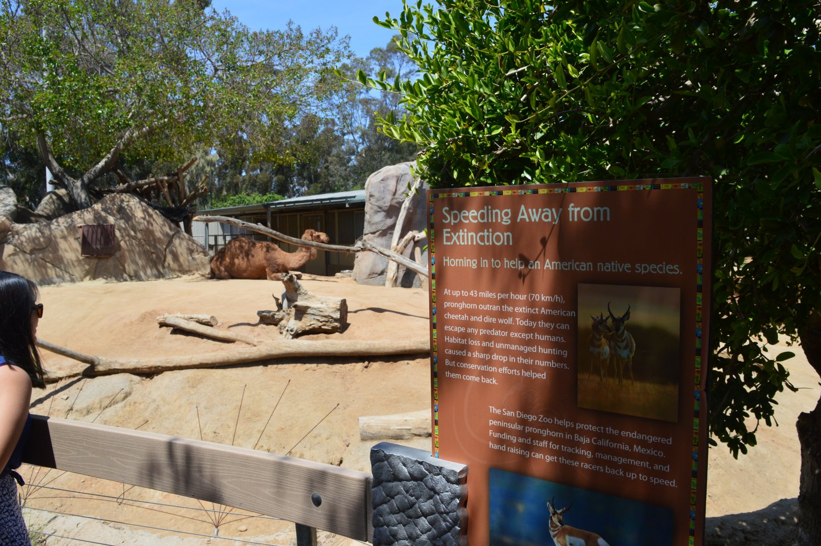 Weird Pronghorn/Camel Mix, next to the elephants and the horses?????