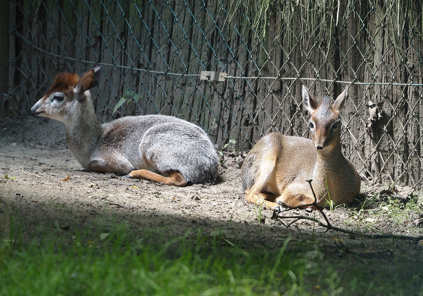 Weirdly colored and normally colored Kirk's dik-diks (Madoqua kirkii), 2024-06-08