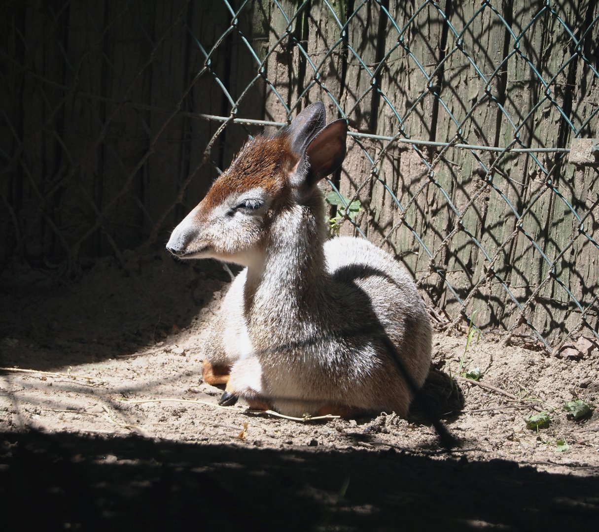 Weirdly colored Kirk's dik-dik (Madoqua kirkii), 2024-06-08