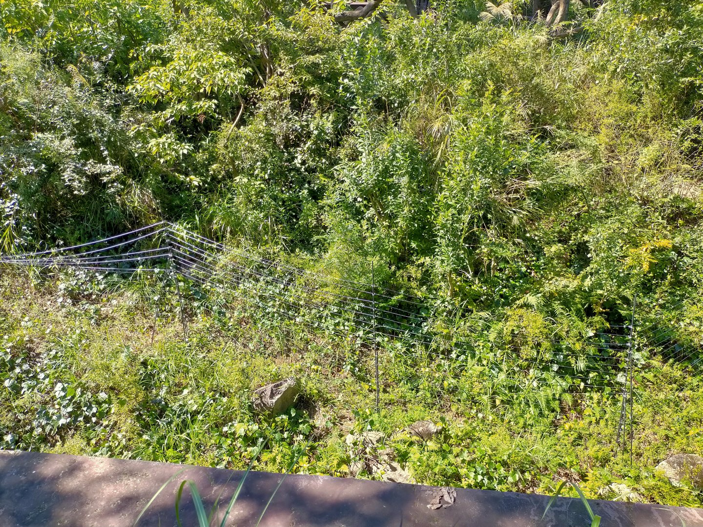 Weirdly unnecessary wiring in chimpanzee exhibit