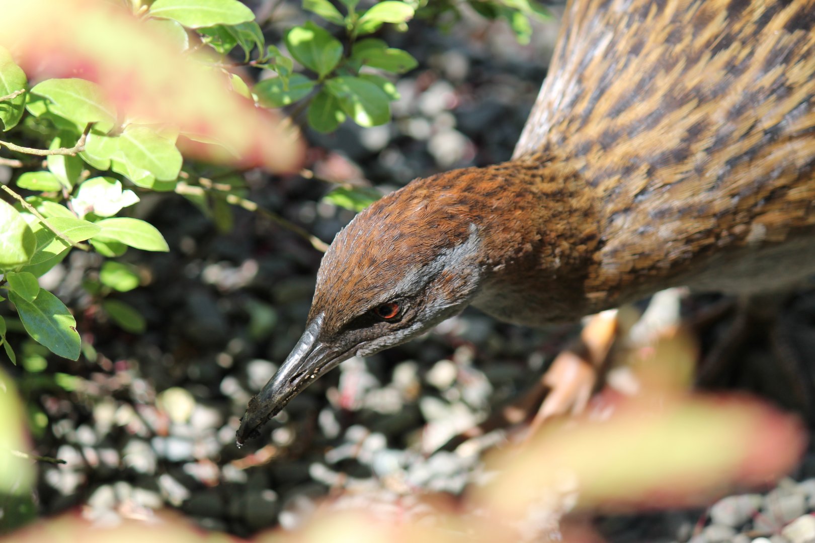 Weka (2012)
