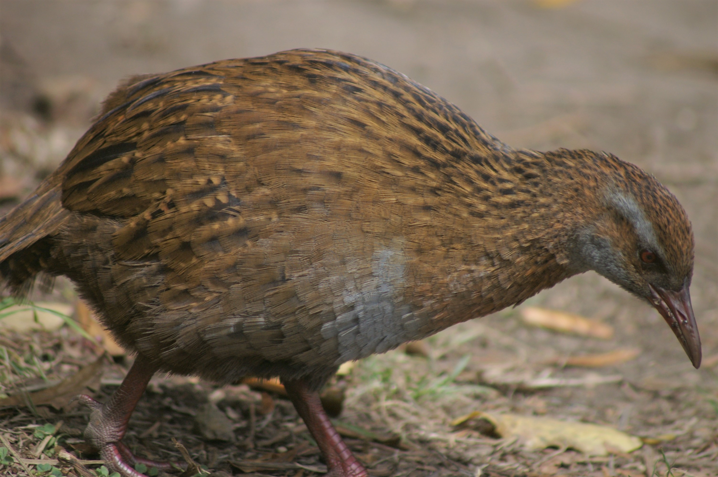 Weka (Gallirallus australis)