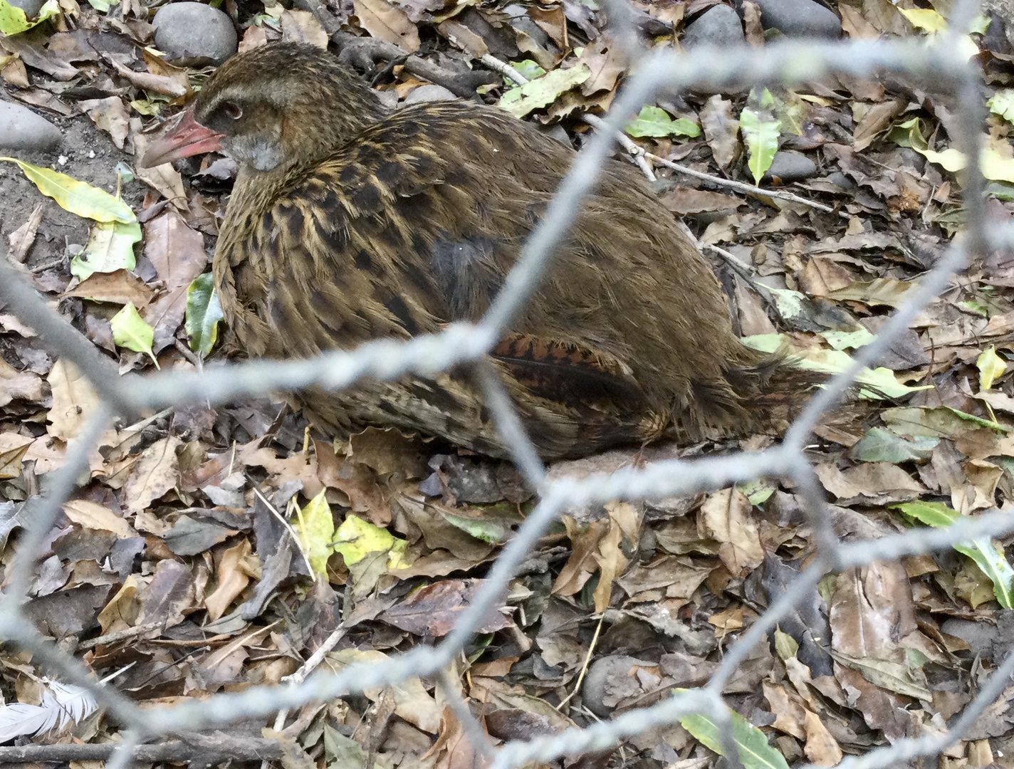 Weka (Gallirallus australis)