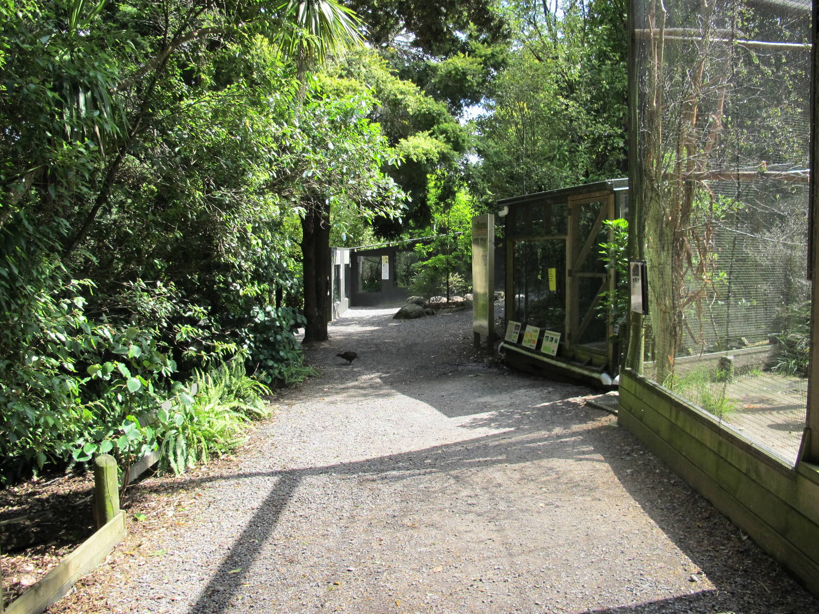 Weka Walk - Hamilton Zoo 2012