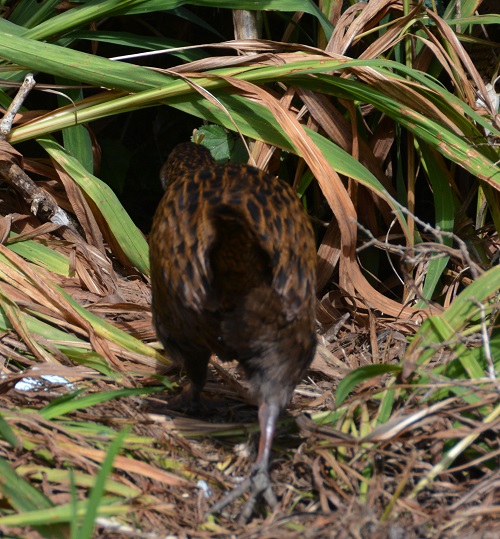 Weka