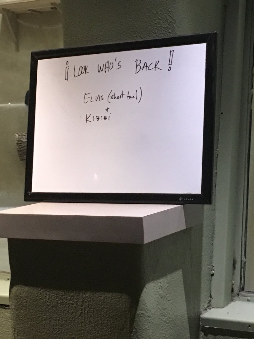 Welcome back, Colubus Monkeys! | Milwaukee County Zoo