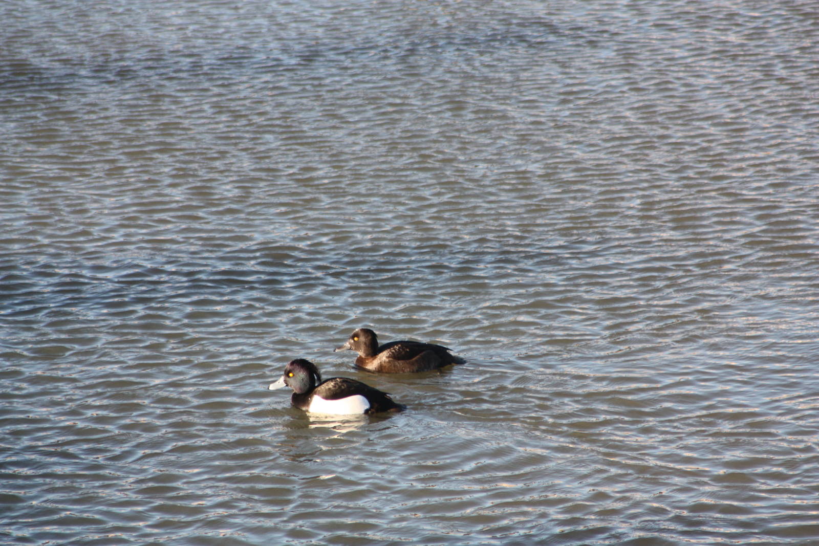 Welcome intruders on Hippopotamus Lake, 2nd January 2015