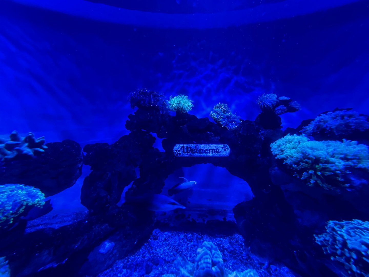 welcome signage - hard coral tank