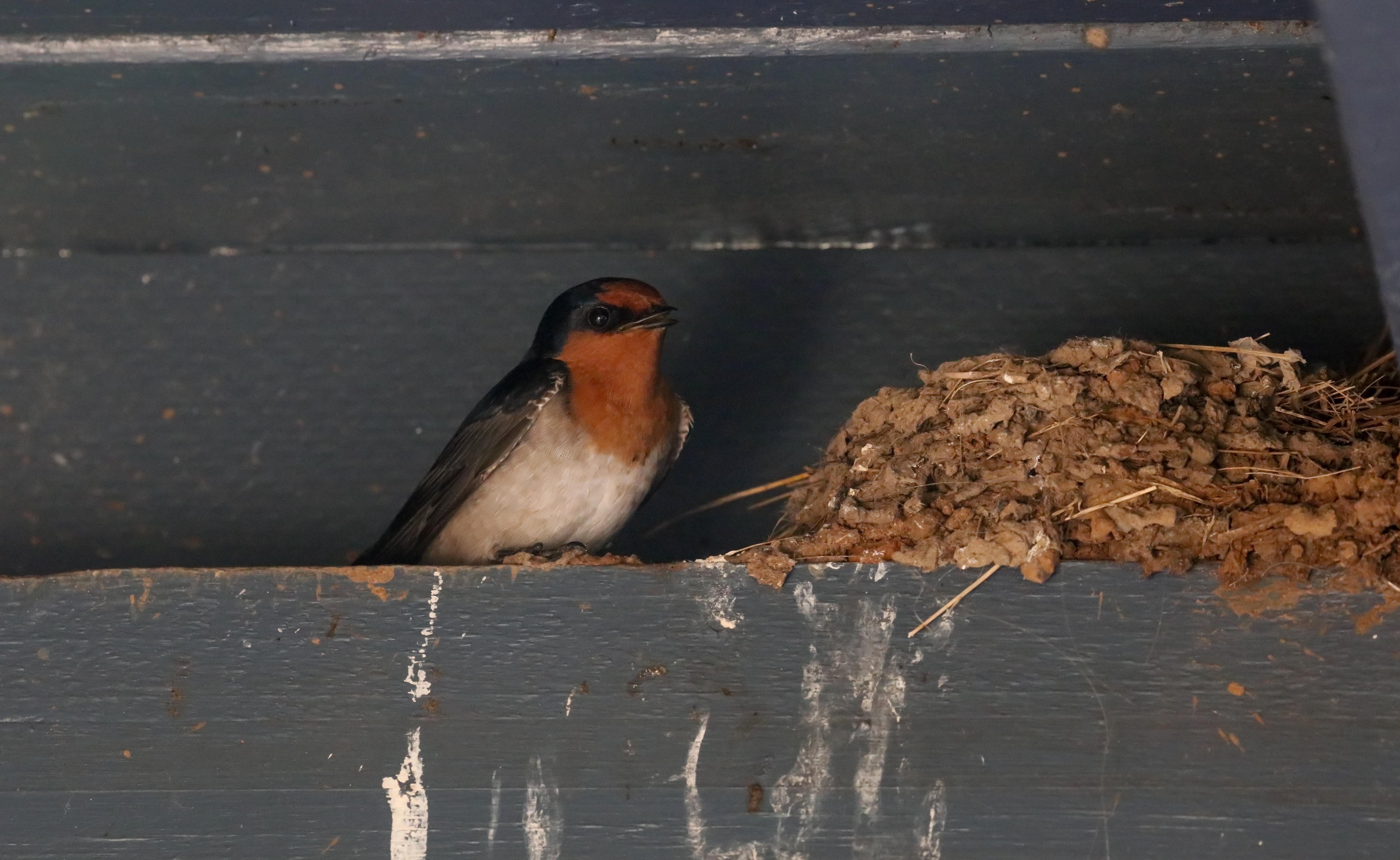 Welcome Swallow and nest
