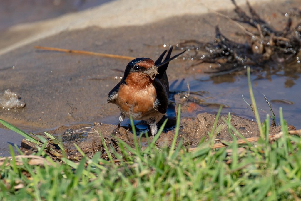Welcome Swallow collecting mud for a nest