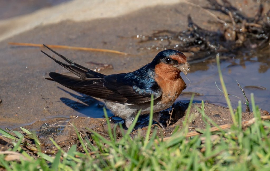 Welcome Swallow collecting mud for a nest