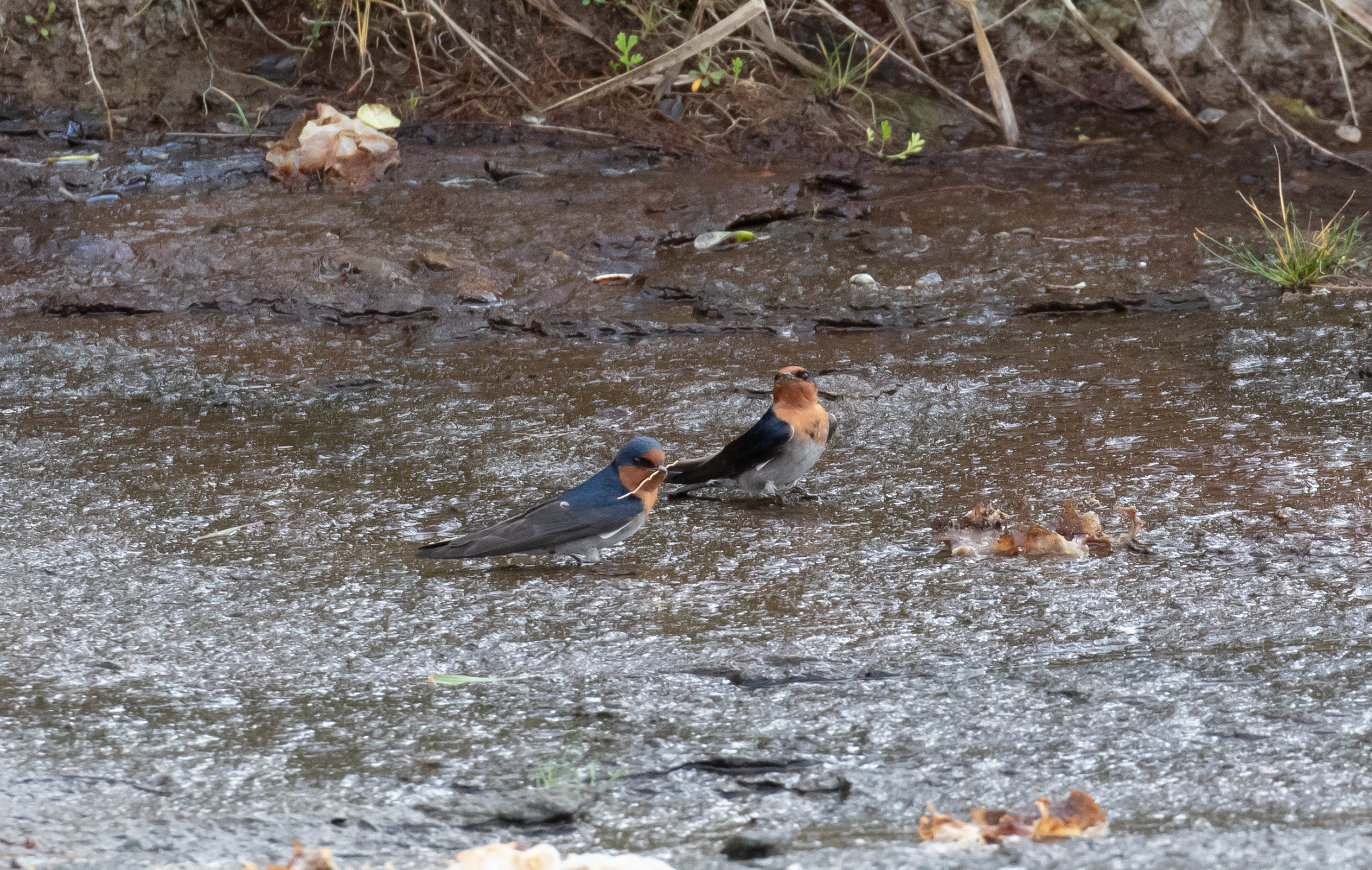 Welcome Swallow collecting nesting material