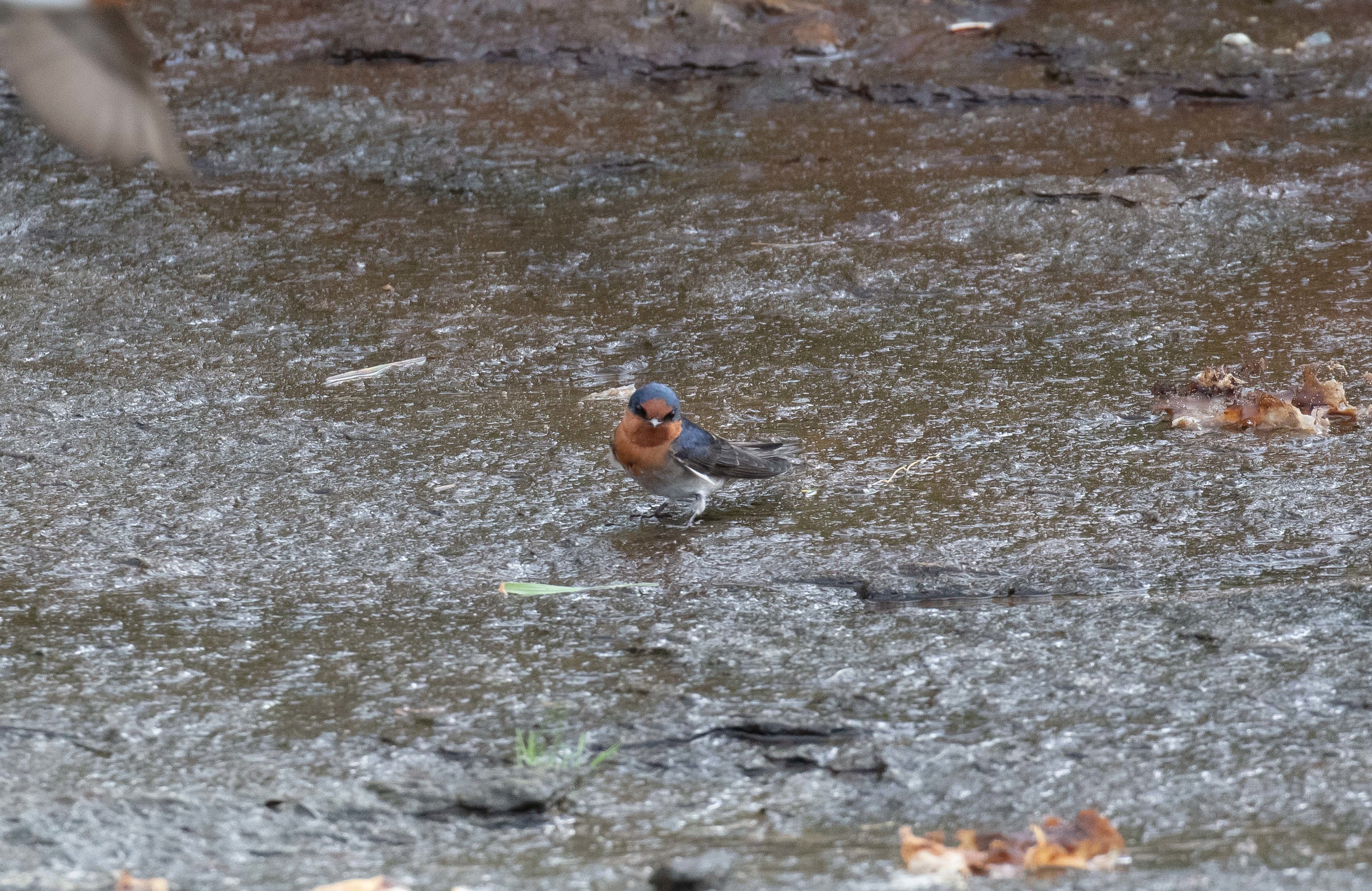 Welcome Swallow collecting nesting material