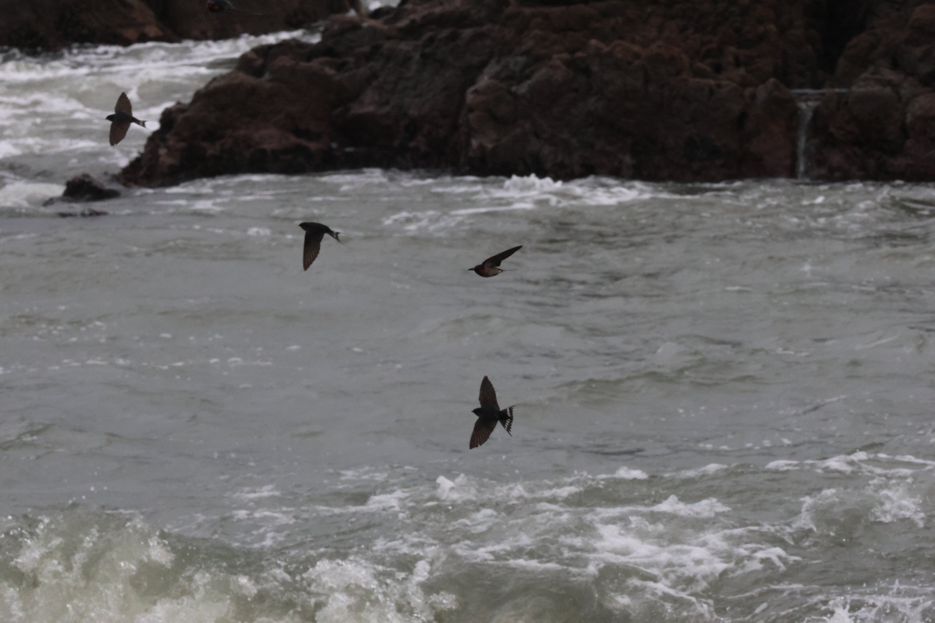 Welcome Swallow (Hirundo neoxena) flock, Pencarrow Coast Road (Lower Hutt, Wellington)