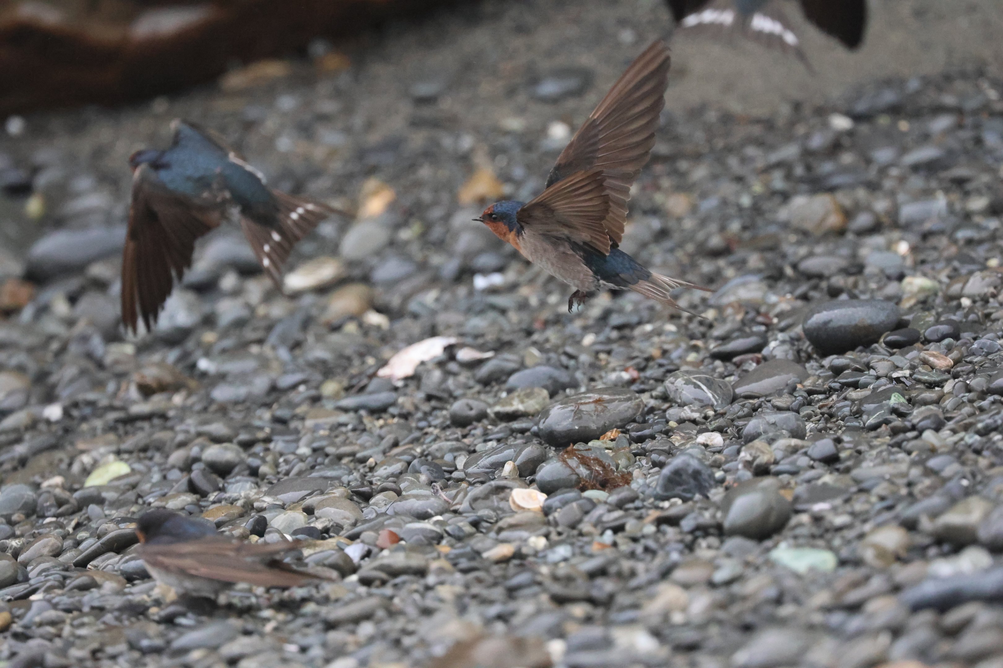 Welcome Swallow (Hirundo neoxena) flock, Pencarrow Coast Road (Lower Hutt, Wellington)