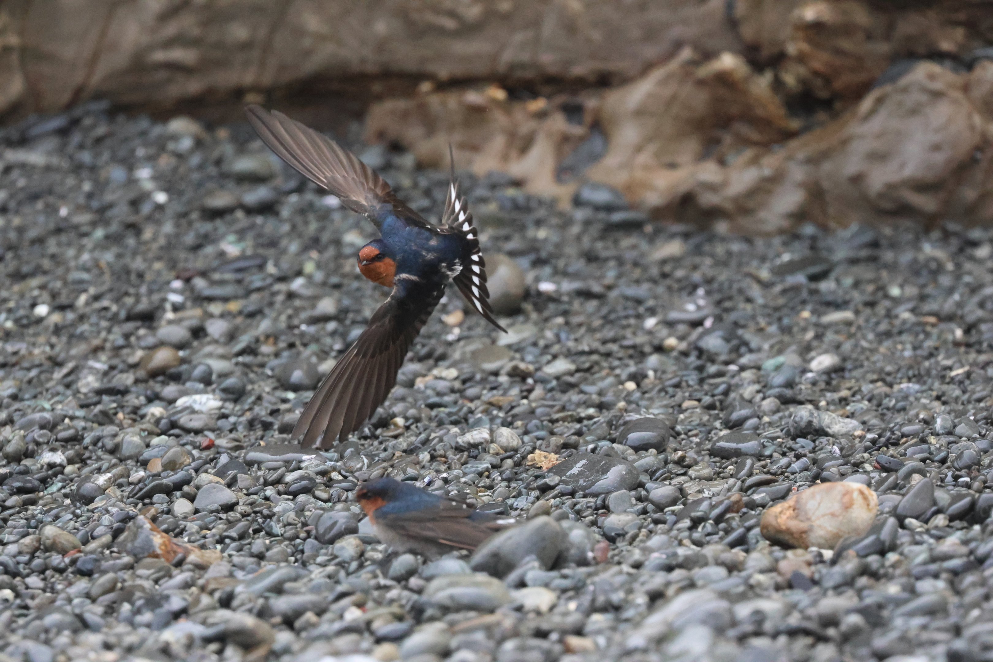 Welcome Swallow (Hirundo neoxena), Pencarrow Coast Road (Lower Hutt, Wellington)