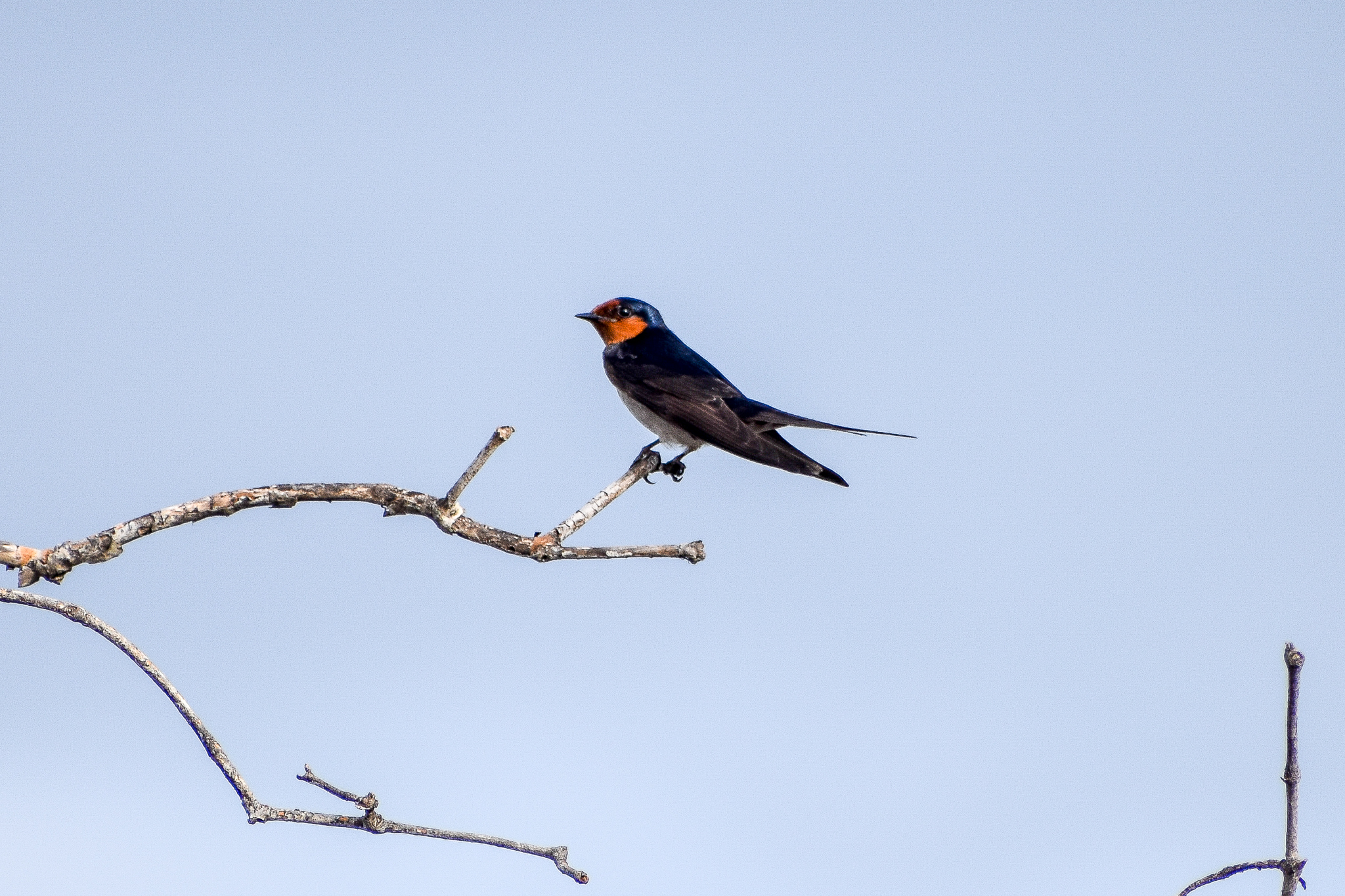 Welcome Swallow (Hirundo neoxena)