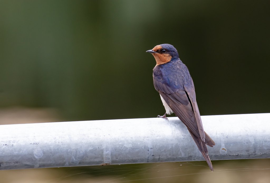 Welcome Swallow - wild bird