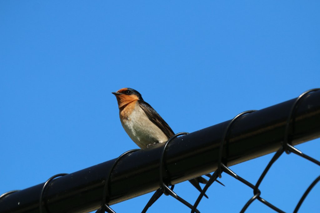 Welcome Swallow
