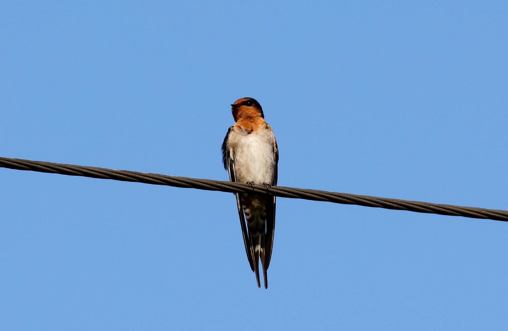 Welcome Swallow