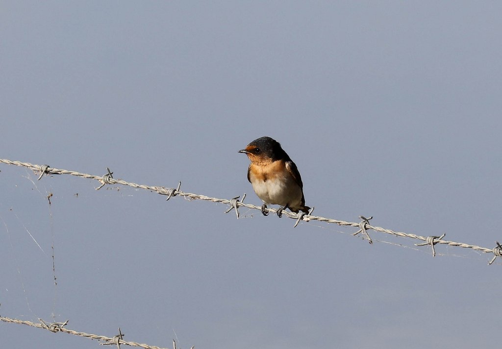 Welcome Swallow