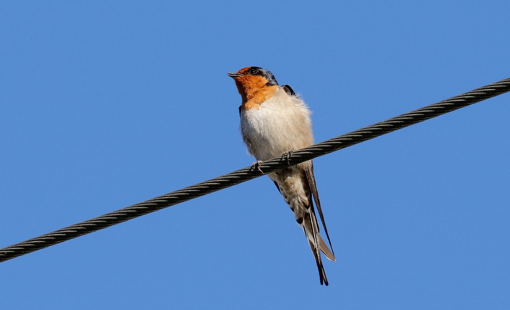 Welcome Swallow