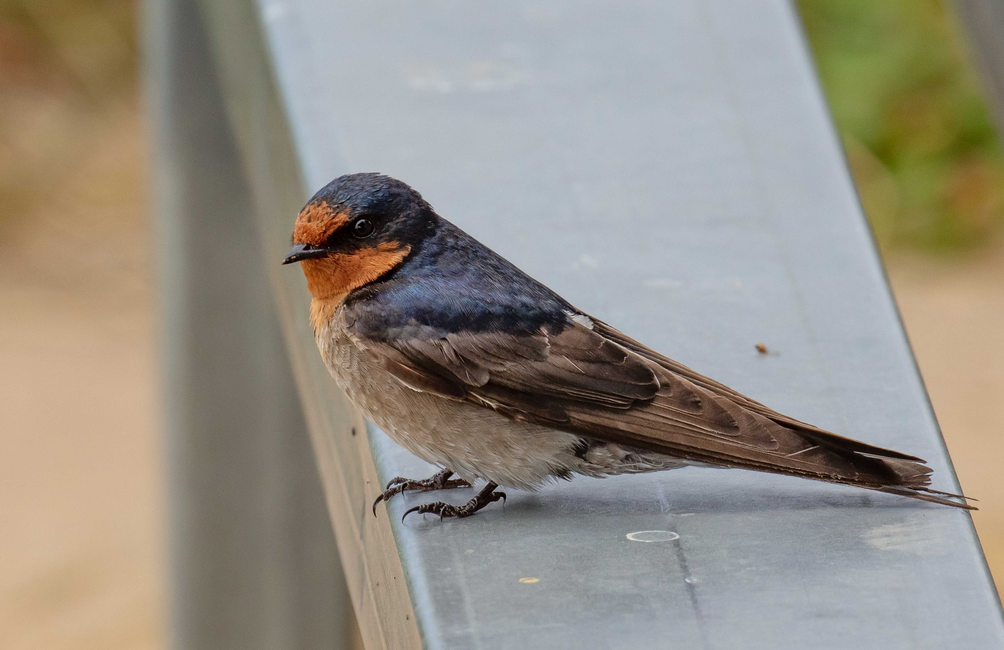Welcome Swallow