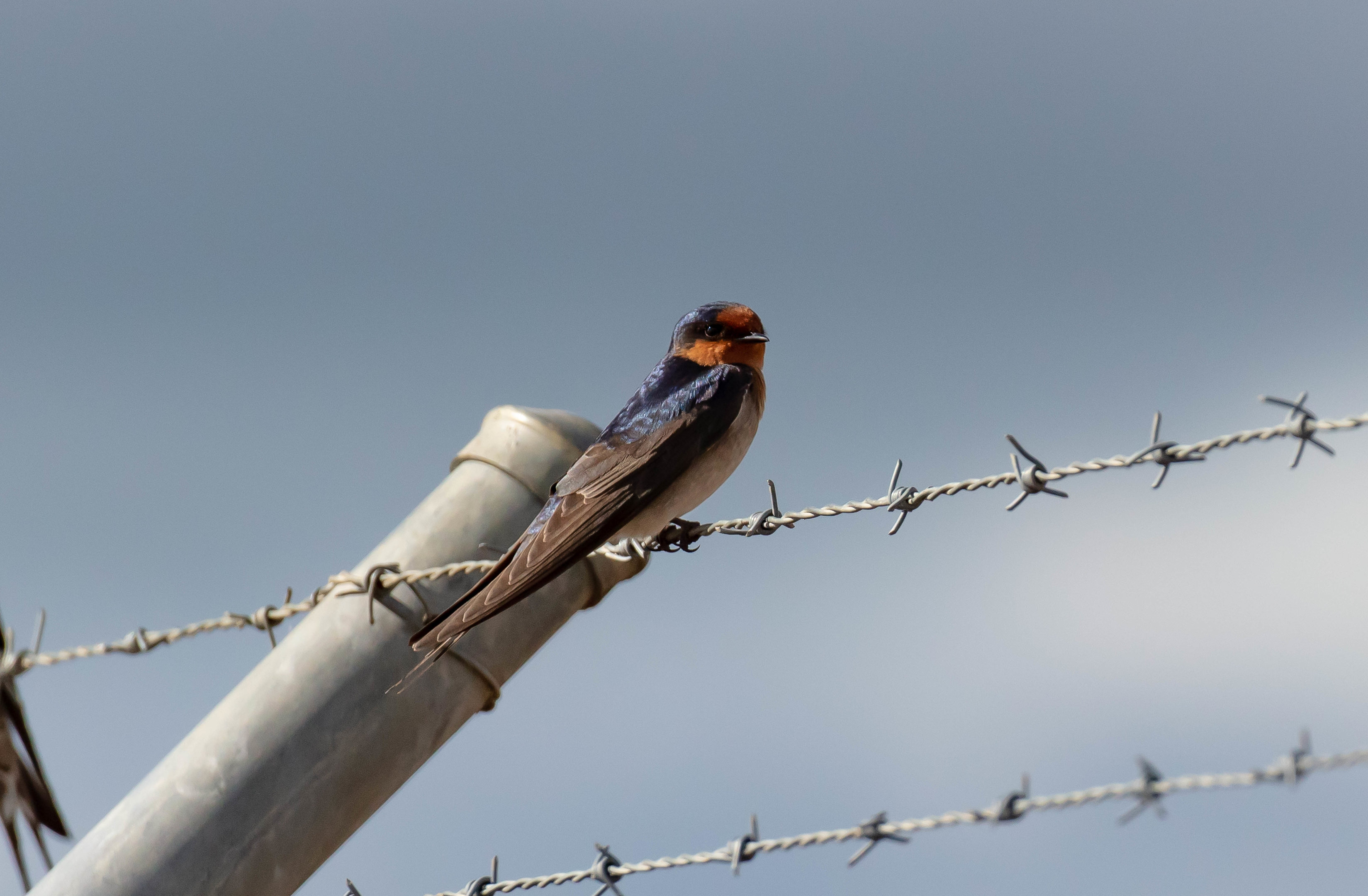 Welcome Swallow