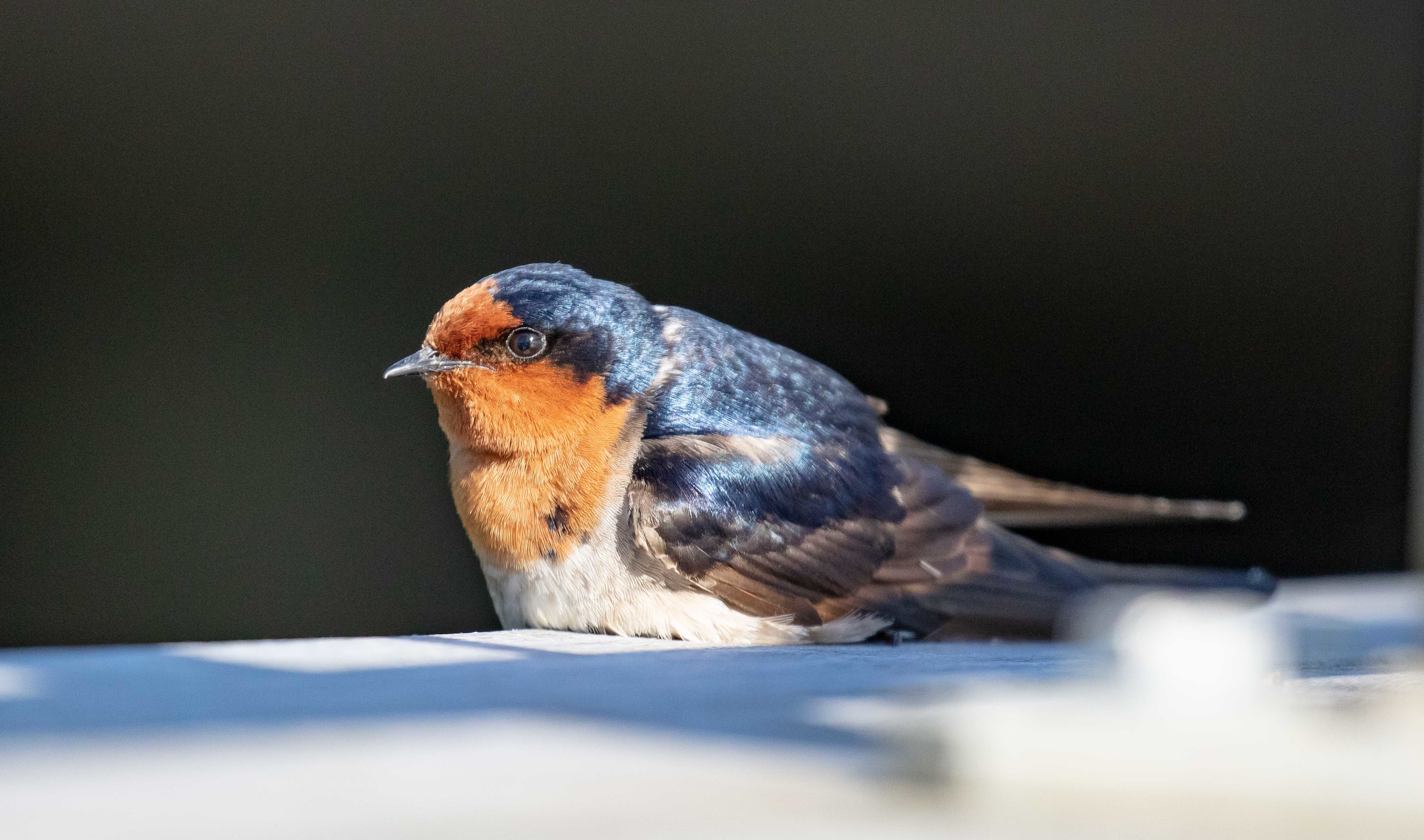 Welcome Swallow