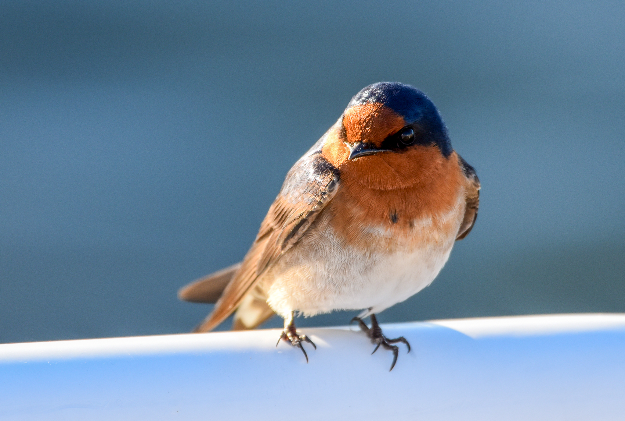 Welcome Swallow