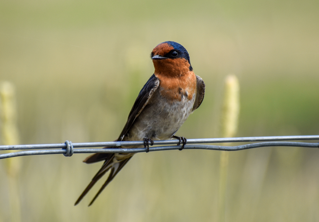 Welcome Swallow