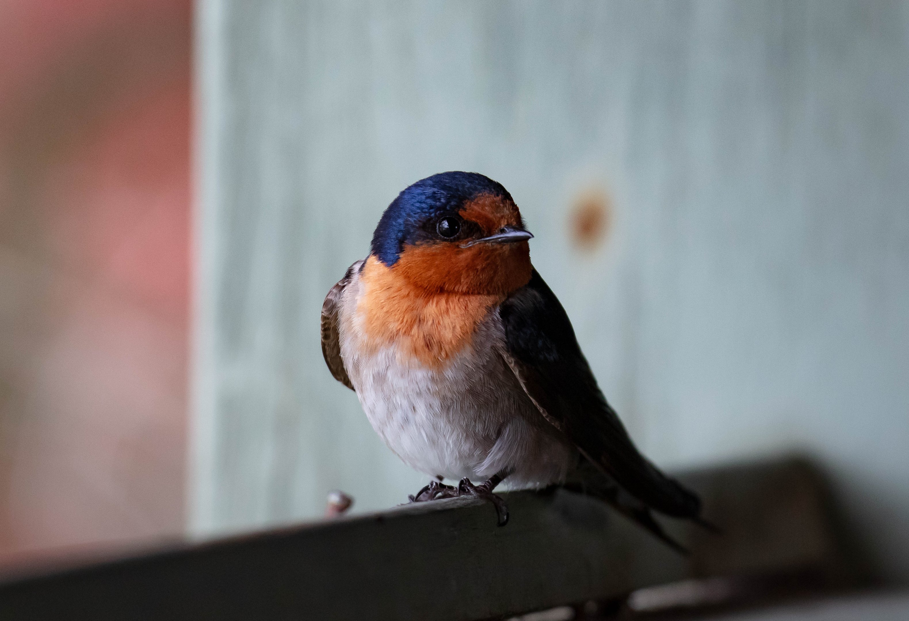 Welcome Swallow