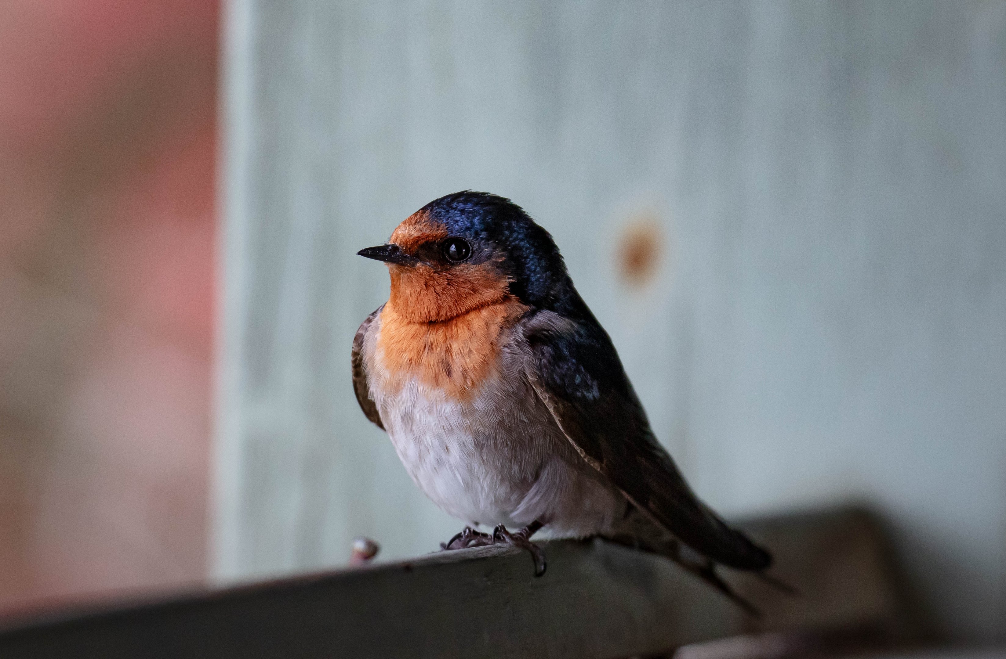 Welcome Swallow