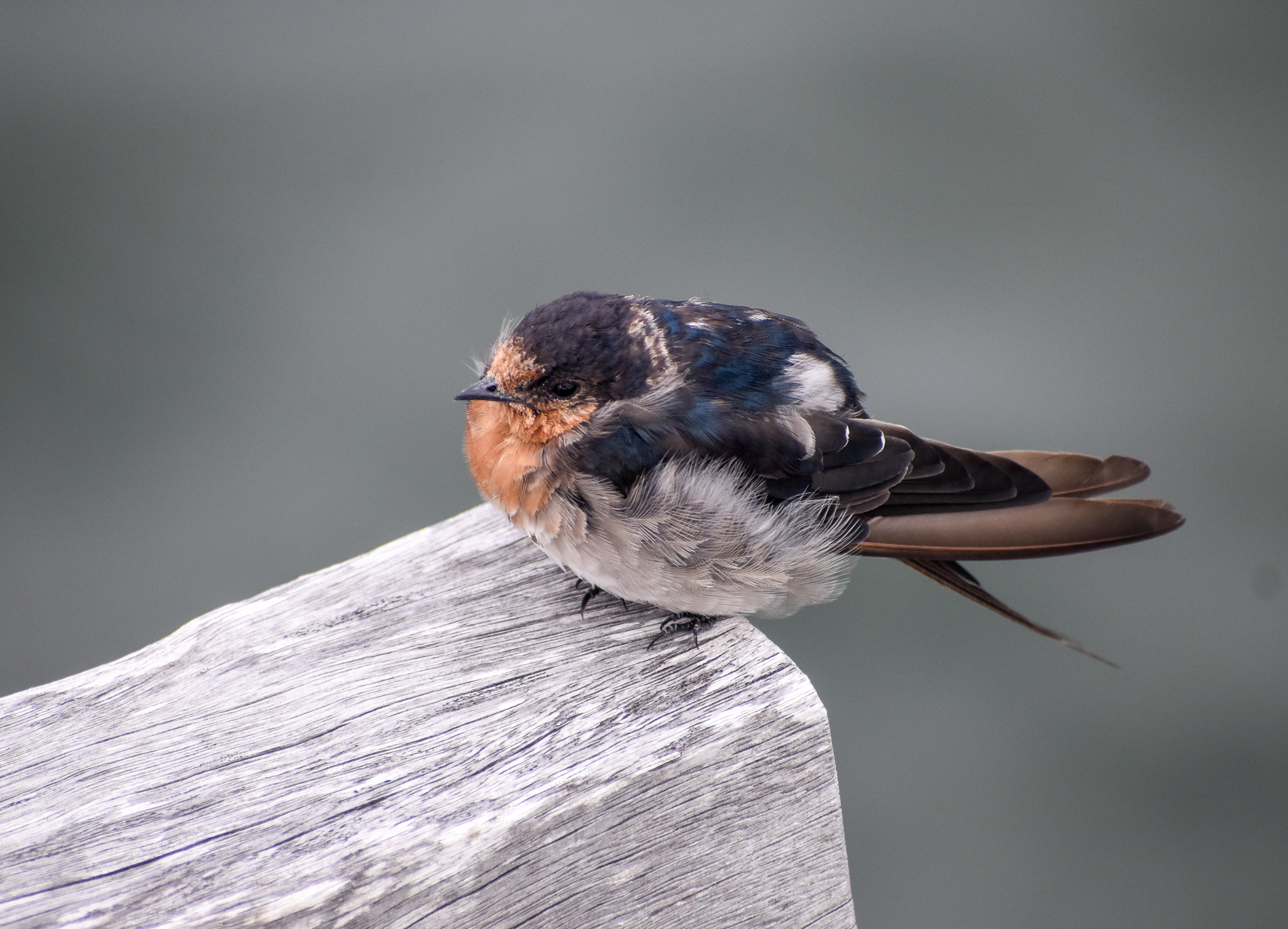 Welcome Swallow