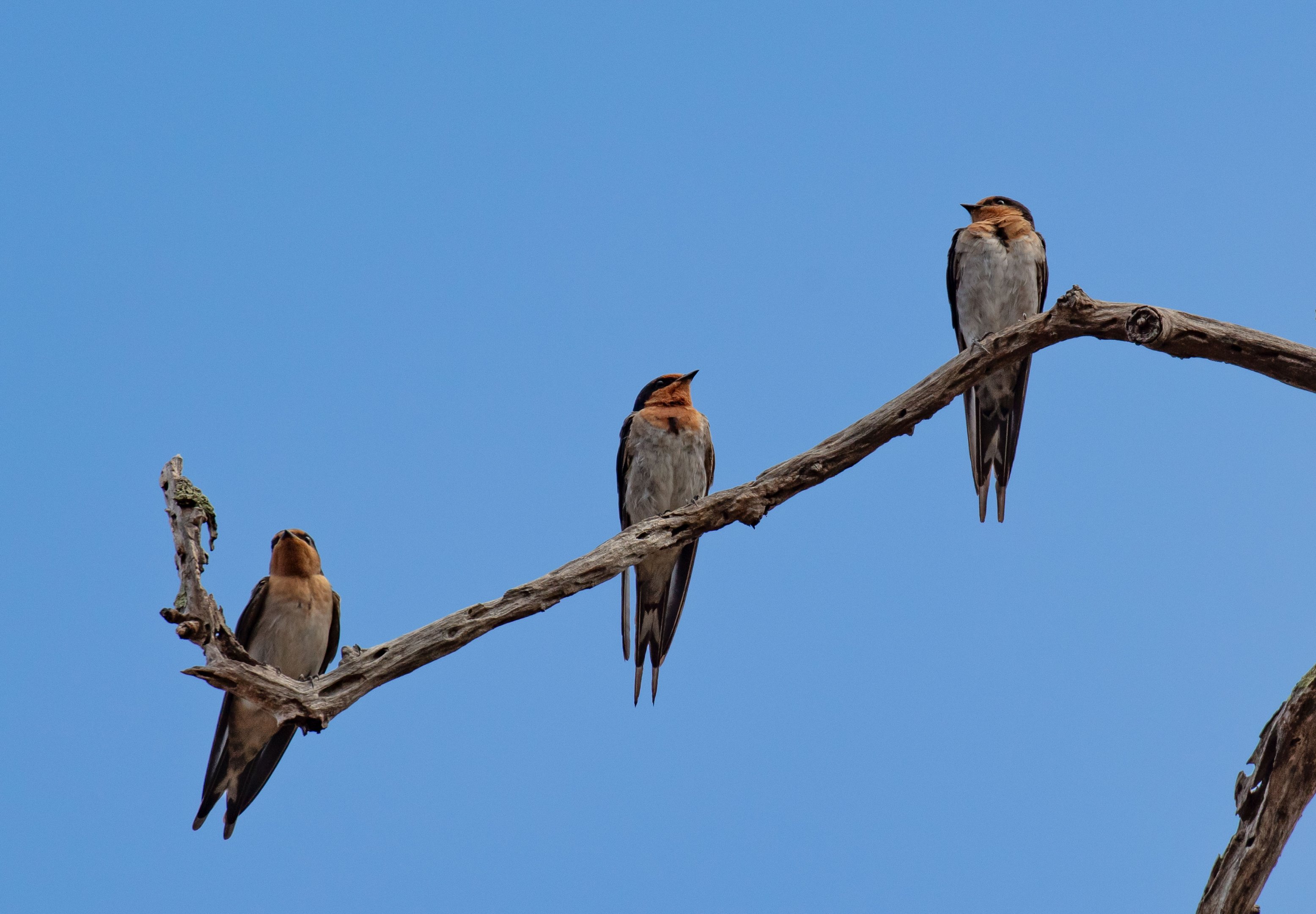 Welcome Swallows (wild birds)