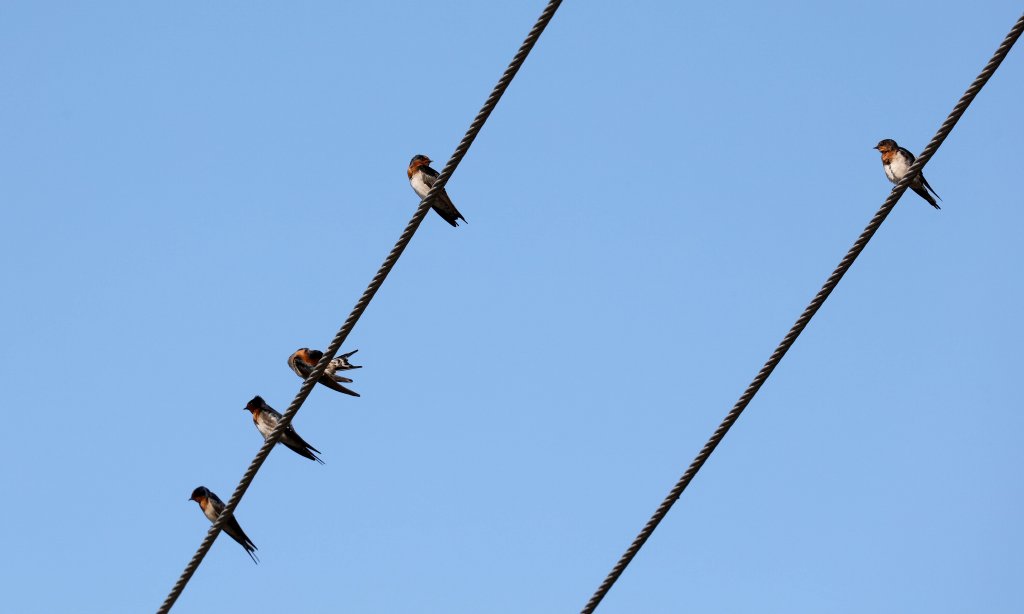 Welcome Swallows