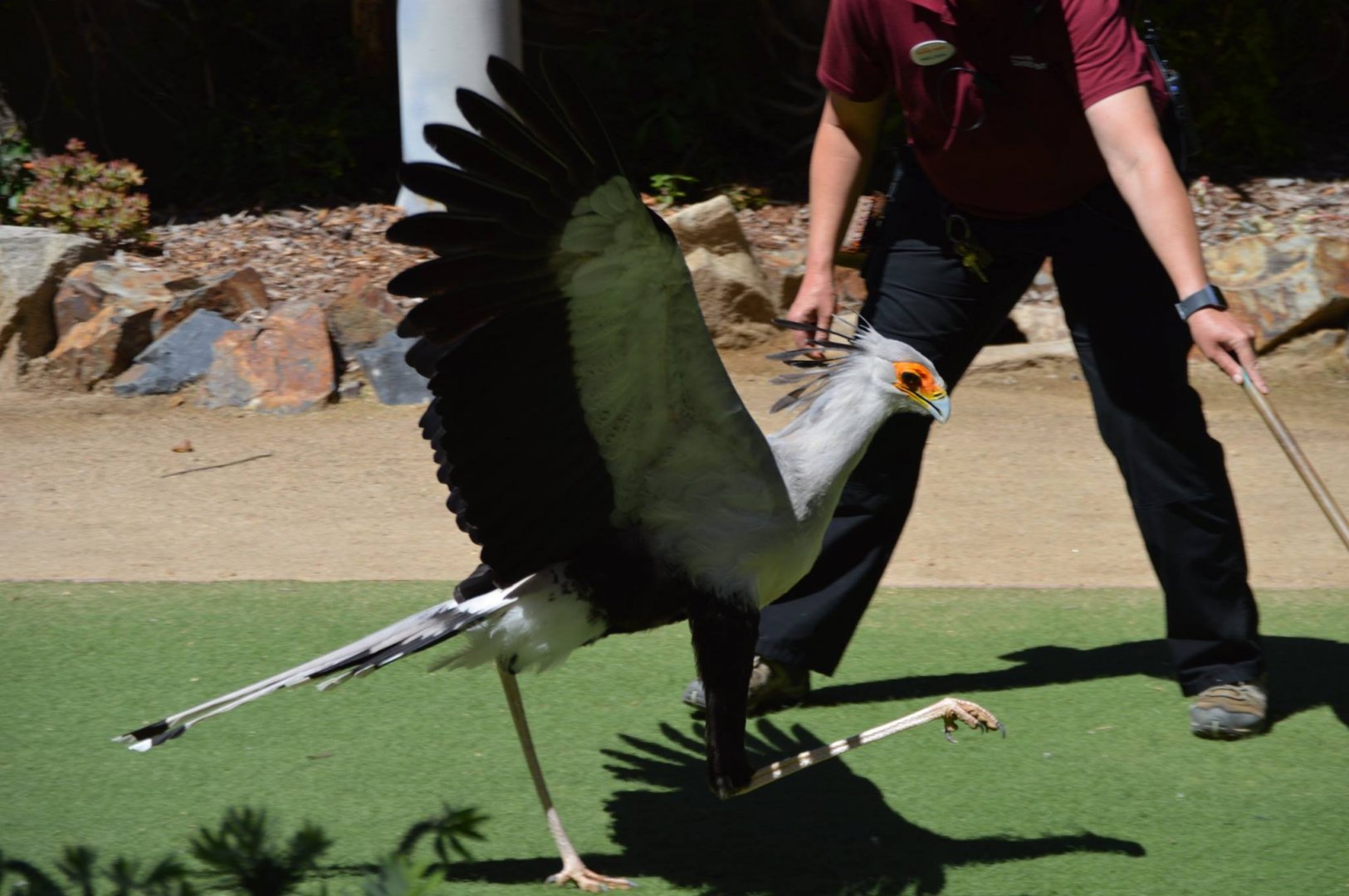 "Welcome to Jurassic Safari Park," Sagittarius serpentarius