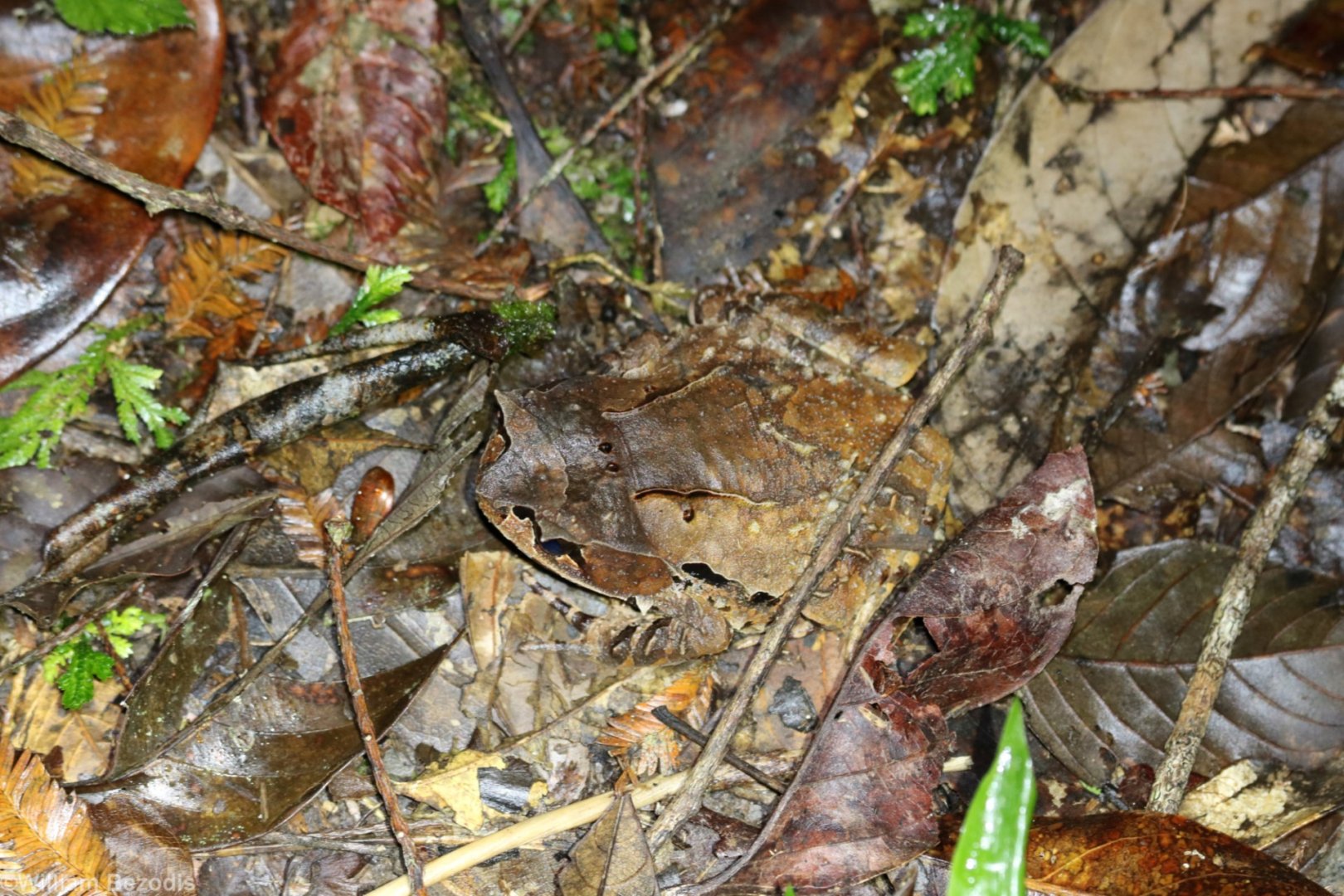 Well Camouflaged Frog - Mount Kinabalu